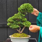 บอนไซ ID997 : Tsuyama Hinoki