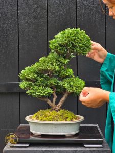 บอนไซ ID997 : Tsuyama Hinoki