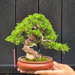 บอนไซ ID994 : Itoigawa-shimpaku