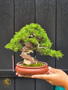 บอนไซ ID994 : Itoigawa-shimpaku