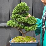 บอนไซ ID998 : Tsuyama Hinoki