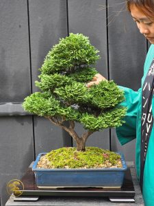 บอนไซ ID998 : Tsuyama Hinoki