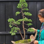 บอนไซ ID973: Kishu Shimpaku Double Trunk in halfmoon pot