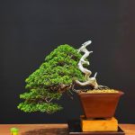 บอนไซ ID1002: Itoigawa semi cascade style