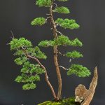 บอนไซ ID1003: Kishu twin trunk in halfmoon pot (from Japan)