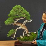 บอนไซ ID1005 : Kishu yamadori slanting style