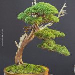 บอนไซ ID1004: Kishu slanting style