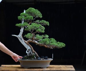 บอนไซ​ 589 : สน Shimpaku (Kishu) - 70ปี - Image 2