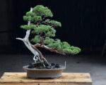 บอนไซ​ 589 : สน Shimpaku (Kishu) - 70ปี