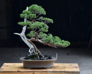 บอนไซ​ 589 : สน Shimpaku (Kishu) - 70ปี