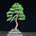 Tree ID 210 : Itoigawa Shimpaku - Image 2