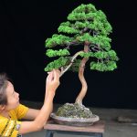 Tree ID 210 : Itoigawa Shimpaku