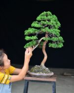Tree ID 210 : Itoigawa Shimpaku