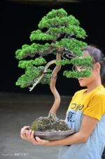 Tree ID 210 : Itoigawa Shimpaku - Image 3