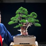 Tree ID 272 : Itoigawa Shimpaku