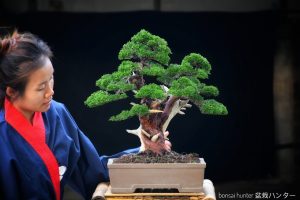 Tree ID 272 : Itoigawa Shimpaku