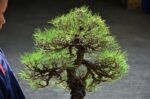 Tree ID 211 : Itoigawa Shimpaku - Image 4