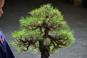 Tree ID 211 : Itoigawa Shimpaku - Image 4
