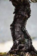 Tree ID 211 : Itoigawa Shimpaku - Image 3