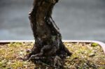 Tree ID 211 : Itoigawa Shimpaku - Image 2