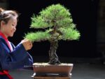 Tree ID 211 : Itoigawa Shimpaku
