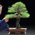 Tree ID 211 : Itoigawa Shimpaku