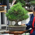 Bonsai ID 506 : Japanese Black Pine (material)