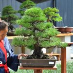Bonsai ID 507 : Japanese Black Pine