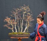 Bonsai ID509:Momiji Maple - Image 2