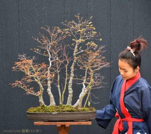 Bonsai ID509:Momiji Maple - Image 2