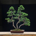 Bonsai ID526 : บอนไซสน Shimpaku