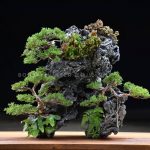 Bonsai ID525 : Shimpaku Rock planting