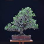 Bonsai ID 514 : Japanese BlackPine