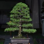 Bonsai ID 513 : Japanese Black Pine
