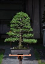 Bonsai ID 513 : Japanese Black Pine