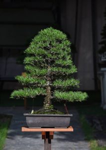 Bonsai ID 513 : Japanese Black Pine