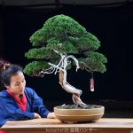 Bonsai ID524 : บอนไซสน Shimpaku