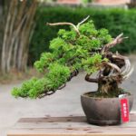 Bonsai ID560 : บอนไซสน Itoigawa Shimpaku