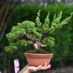 Bonsai ID559 : บอนไซสน Itoigawa Shimpaku