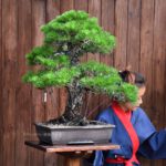 Bonsai ID564 : Japanese Black Pine
