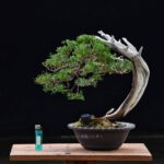 Bonsai ID574 : บอนไซสน Shimpaku - Image 2