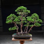 Bonsai ID573 : บอนไซสน Shimpaku - Image 2