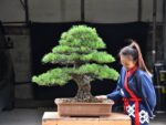 Bonsai ID575 : Japanese Black Pine