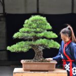 Bonsai ID575 : Japanese Black Pine