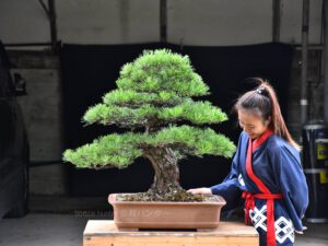 Bonsai ID575 : Japanese Black Pine