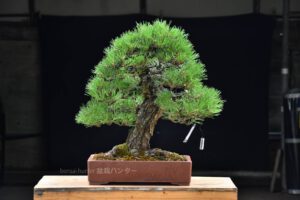 Bonsai ID569 : Japanese Black Pine - Image 3