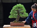 Bonsai ID569 : Japanese Black Pine