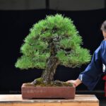 Bonsai ID569 : Japanese Black Pine
