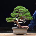 Bonsai ID576 : บอนไซสน Shimpaku