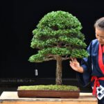 Bonsai ID572 : Hinoki